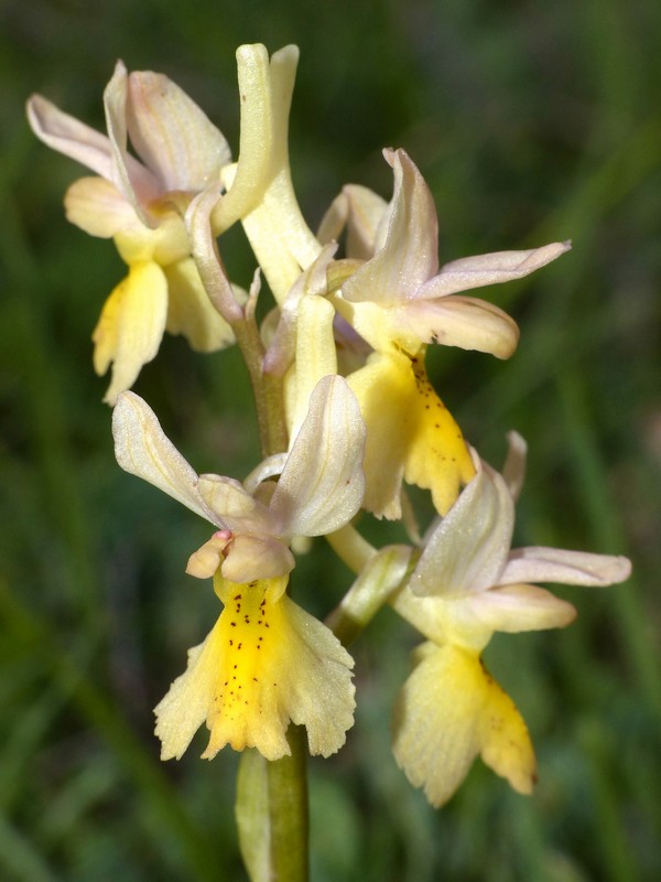 Prima fioritura di orchidee a Palena nel Parco Nazionale della Majella - maggio 2022.